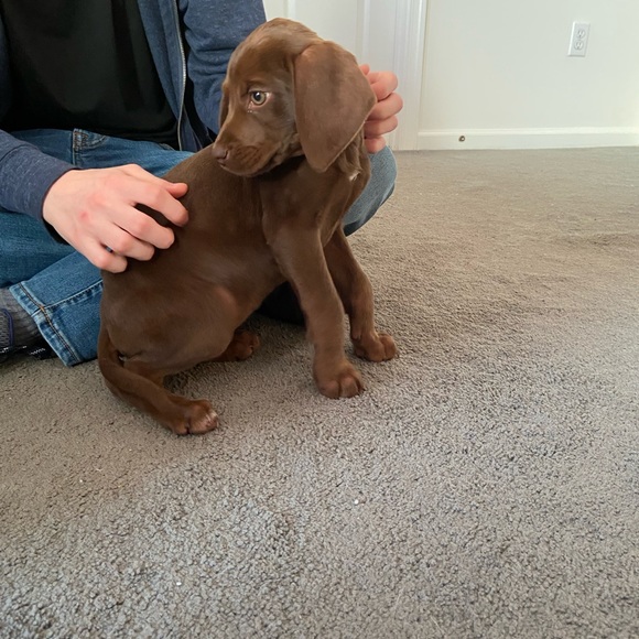 Our Bailey & meet Sadie —part 2 - Picture 5 of 16